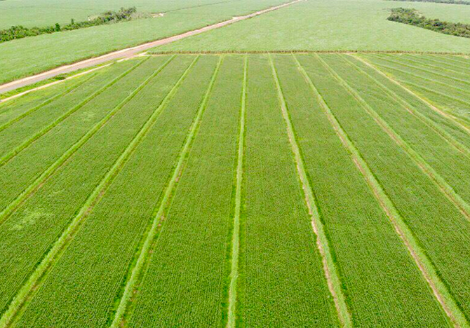 A tecnologia de mudas de cana-de-açúcar PeRRfecta tem um case de sucesso na usina Barracool em Barra do Bugres-MT