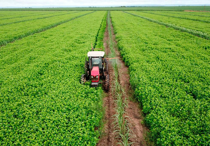 Sistema de Meiosi é com a tecnologia PeRRfecta