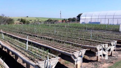 Viveiro Bio PeRRfecta em Piracicaba/SP com visão geral do jardim de produção de perfilhos