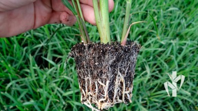 Mudas enraizando com 7 dias de casa de vegetação com alto índice de enraizamento na tecnologia PeRRfecta