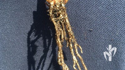 Muda enraizando com 9 dias de casa de vegetação e já apresentando 2 perfilhos laterais na tecnologia PeRRfecta