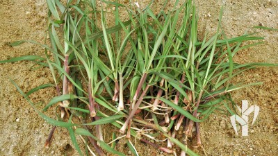 Perfilho recém coletado na tecnologia PeRRfecta