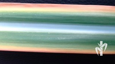  Deficiência de potássio em cana de açúcar. Elaboração de projetos de viveiro incluindo toda a infraestrutura e planejamento de produção pela tecnologia PeRRfecta.