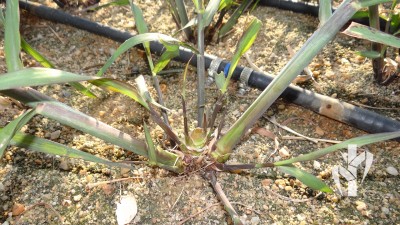 Formação de matriz pela tecnologia PeRRfecta.