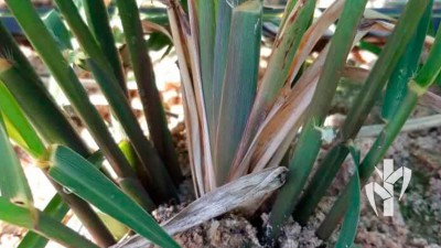 Matriz com sanidade e alta qualidade nutricional produzindo vários perfilhos na tecnologia PeRRfecta