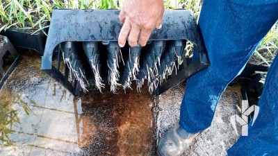 Mudas enraizando com 7 dias de casa de vegetação com alto índice de enraizamento na tecnologia PeRRfecta