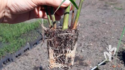 Muda pronta para expedição na tecnologia PeRRfecta produzida no sistema de bandeja em recipiente de 136 cm³