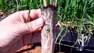 Muda produzida na tecnologia PeRRfecta em tubete de 110 cm³ pronta para expedição