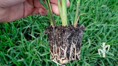 Muda pronta para expedição na tecnologia PeRRfecta produzida no sistema de bandeja em recipiente de 136 cm³