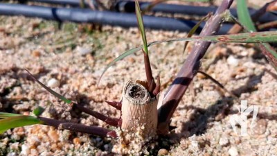 Matriz que acabou de receber poda do perfilho pulmão e já emitindo novos perfilhos pela tecnologia PeRRfecta. Adubação e nutrição em plantios de cana visando a obtenção de produtividade acima dos 3 dígitos através do uso de técnicas de monitoramento nutricional durante o desenvolvimento da cultura.