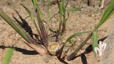 Formação de matriz pela tecnologia PeRRfecta