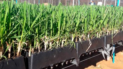 Muda pronta para expedição na tecnologia PeRRfecta produzida no sistema de bandeja em recipiente de 136 cm³