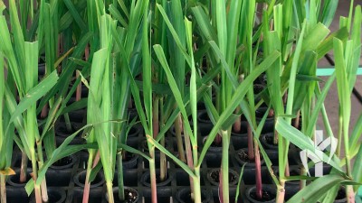 Mudas prontas para expedição produzidas na tecnologia PeRRfecta