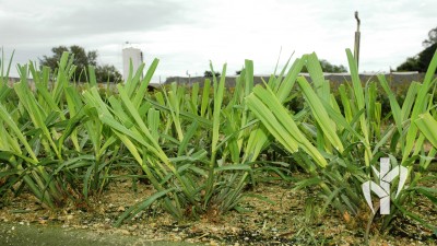 Matriz com alta produção de perfilhos pela tecnologia PeRRfecta