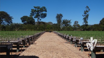 Projeto viveiro da Usina Barralcool realizado pela PeRRfecta