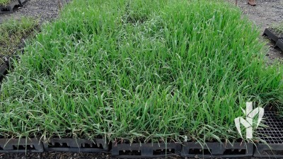  Mudas de alta qualidade no pátio de crescimento com 35 dias de idade produzidas no sistema PeRRfecta