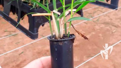 Muda produzida na tecnologia PeRRfecta em tubete de 110 cm³ pronta para expedição