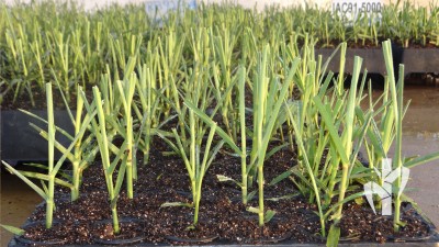Excelente qualidade de mudas produzidas na tecnologia PeRRfecta pronta para expedição com 40 dias de idade