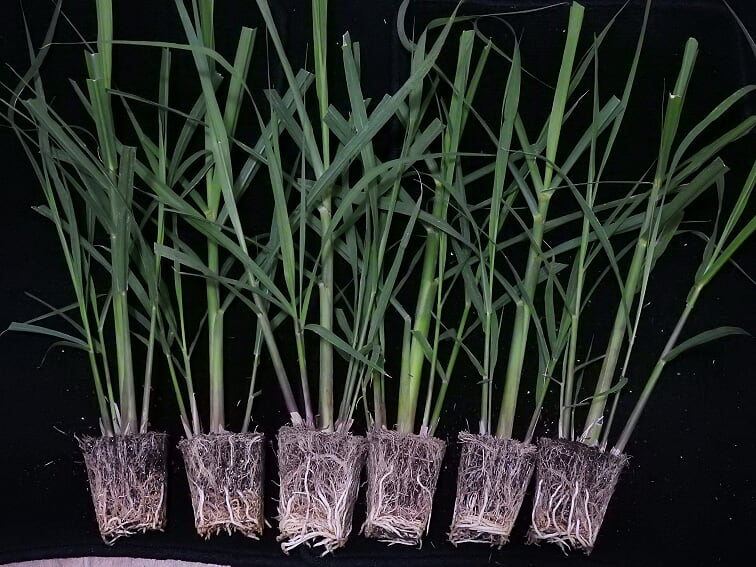 Produção e Vendas de Mudas de Cana-de-açúcar